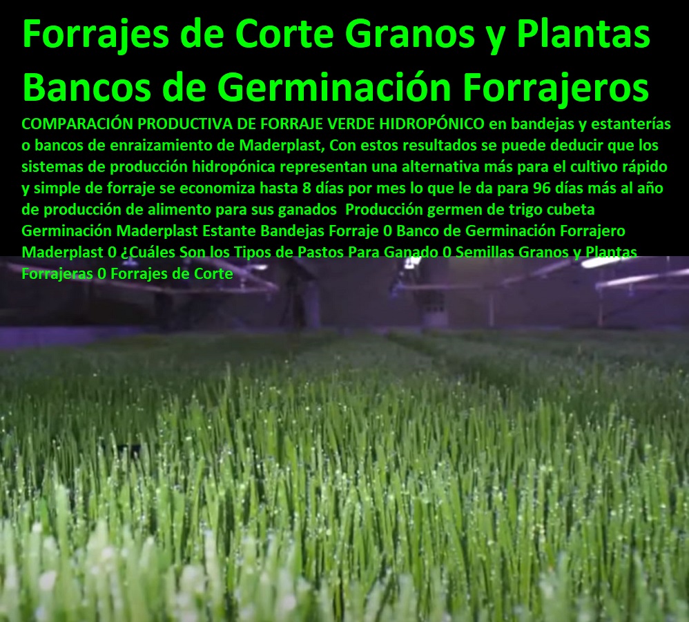 Producción germen de trigo cubeta Germinación Ganaderías Tecnificadas, Explotación Ganadera Automatizada, Sistemas de Pastoreo, Estabulación de Ganado, Pastoreo Intensivo, Establos, Corrales, Saladeros, Comederos, Cerramientos, Postes, Ganaderías Tecnificadas, Maderplast Estante Bandejas Forraje 0 Banco de Germinación Forrajero Maderplast 0 ¿Cuáles Son los Tipos de Pastos Para Ganado 0 Semillas Granos y Plantas Forrajeras 0 Forrajes de Corte Producción germen de trigo cubeta Germinación Maderplast Estante Bandejas Forraje 0 Banco de Germinación Forrajero Maderplast 0 ¿Cuáles Son los Tipos de Pastos Para Ganado 0 Semillas Granos y Plantas Forrajeras 0 Forrajes de Corte